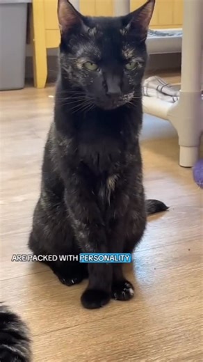 The Cattery on Instagram: " Calico vs Tortoiseshell: What’s the difference?  Both cats have the same mix of orange, black, and sometimes white, but calicos have big patches of color while torties are more blended or ‘mottled.’ Either way, both are gorgeous! Which do you have? #calico #torti #cats #thecatterycc"