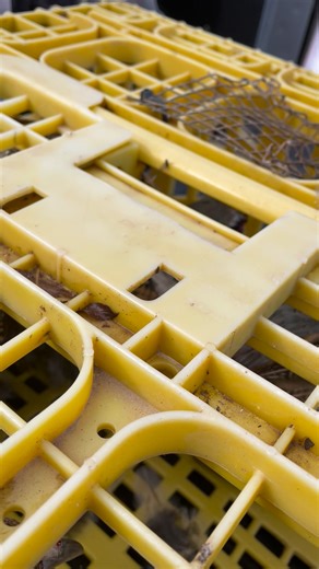 1.2K views · 15 reactions | Here's a visual reason why we won't put our birds into all wire crates or anything that is higher than 7-8". They are strong, feisty and will try to fly. | Oakwood Game Farm, Inc. | Facebook