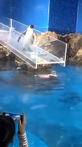 Penguin Has Embarrassing Fall 😂 #thepenguin #penguin #penguinreview #penguinhbo #thepenguinepisode8 #colinfarrellpenguin #penguinleaks #penguintrailer #funnypenguins #funnypenguin #funny #penguins #funnypenguinvideos #cutepenguins #funnyvideos #cutepenguin #penguindance #funnymoments #funnyfails #funnyvideo #funnymemes #funnymoment #funnypets #robloxfunnymoments #embarrassingmoments #embarrassingmoment #embarrassing #mymostembarrassingmoment #mlbembarrassingmoments #mostembarrassingmoments | Am