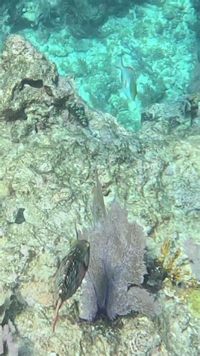 Stoplight Parrotfish Initial Phase Colors 🐟😮🌊
