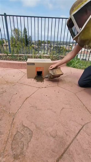 10k bees in 45 seconds! #bugs #insects #animals #bees #nature #savethebees #timelapse #satisfying | Mr. Mrs. Bee Rescue