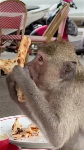 Marie Love Dog is my smart and adorable dog. She brings me happiness all the time.#ShortVideos #Dogs