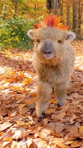 Have a happy weekend! 🍂 🎥: @applefoxfarm | Sharecare