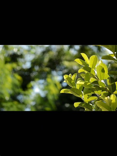 DIY Bokeh Filter for Stunning Photography