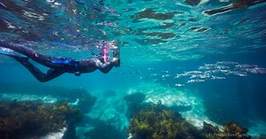 Restoring Adelaide’s lost shellfish reefs | The Nature Conservancy Australia