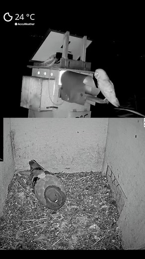 Crazy Barn Owl Vs. Poor Pigeon 🦉🐦#BarnOwlVsPigeon #WildlifeDrama #OwlVsBird #NatureShowdown #FeatheredFaceoff #FYP