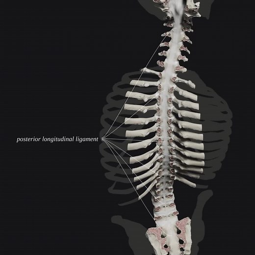 Understanding the Anatomy and Biomechanics of the Spine