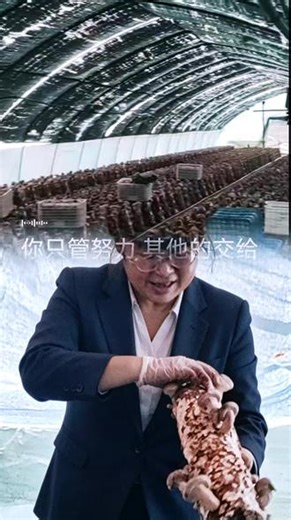 这个就叫做专业 #大棚蘑菇种植 #农业种植日常 #乡村创业记录 #菌菇丰收季