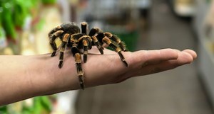 Over 800 Species of Pet Tarantulas, 1 Pet Care Guide