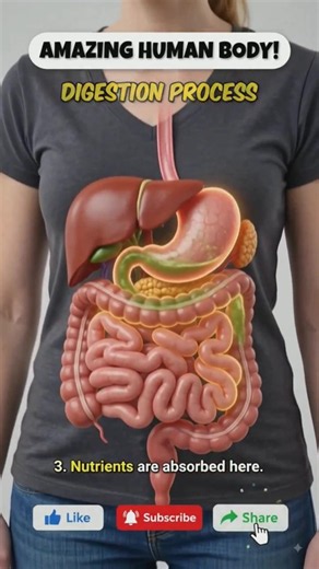 Human Anatomy: Digestive System 3D Animation | How Food Travels Through Your Body #shorts