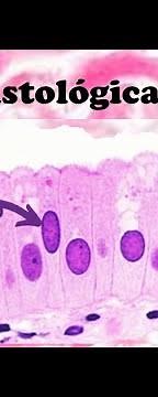 Infografía - Tinción Hematoxilina-Eosina - Técnica de rutina