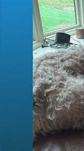 Doggone Weather in Northeast Ohio for Feb. 4, 2026: Cevin and Chloe