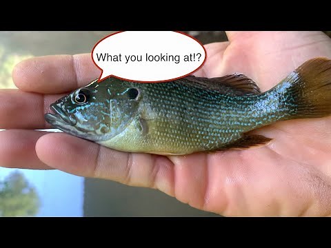 Green Sunfish Catch and Cook. 『Fried Fish and Vegetables』