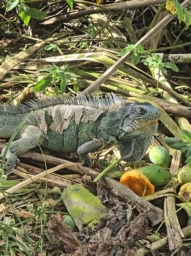 Exploring the Guyana Rainforest: A Wildlife Adventure