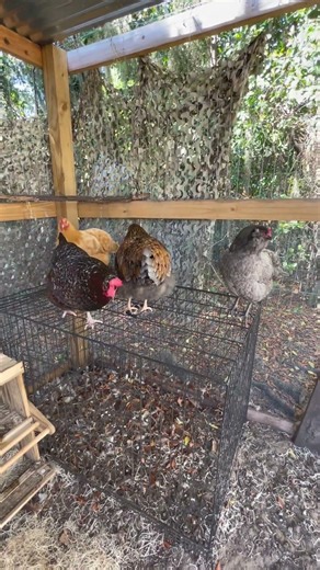 POV: the chickens have a backup plan #backyardchickens