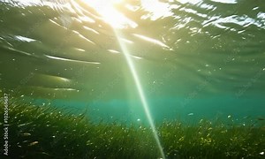 Pan with gentle sunlight: A calm, clear lake with gentle sunlight filtering through the water. The camera pans across the surface, highlighting the sparkling effect and the transparent depths.