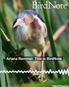 3.6K views · 121 reactions | The smallest heron in the U.S. by far is the Least Bittern, at just 10 to 12 inches tall. Watching for prey, bitterns lean forward while pulling their long necks back — like drawing a bowstring. Their needle-like bills dart out when they spot a fish. Masters of concealment, they hide in reeds and sway slowly, imitating the plants moving in the breeze. Least Bittern © Robert Thompson | BirdNote | Facebook