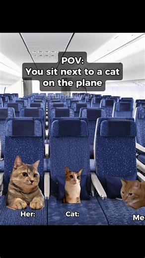 Funny Cat Moments on a Plane #Shorts