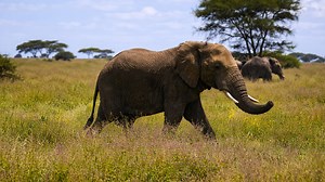 The majesty of an African elephant in the wild
