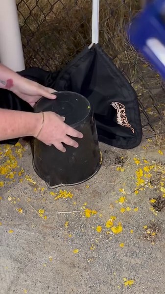 716K views · 411 reactions | Cute as a button - Tiger Snake. It’s hard to believe they start off so small, cute and wiggly. | Perth Hills Reptile Removal | Facebook