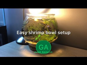 Easy Shrimp bowl setup! (Ghost shrimp￼)