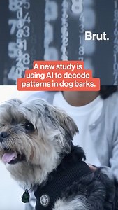 A new study is using AI to decode patterns in dog barks