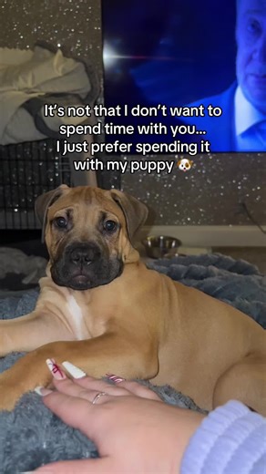 Me choosing my puppy over literally everyone… 😎 Who would you pick? Comment below & tag your pup buddy! #bullmastiffpuppy #puppyparent #puppytok