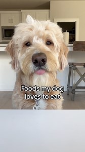 234K views · 3.9K reactions | I could listen to him chomp all day long ‍♀️ #doglife #goldendoodle #dog #asmr #cutedog | Me • My Doods • and • I | Facebook