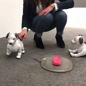 29K views · 138 reactions | Sony's Aibo is the one puppy at CES that won't poop on your carpet! | Digital Trends | Facebook
