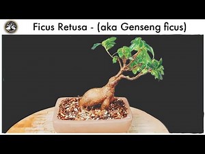 Ficus Retusa Bonsai (Ginseng Ficus). I shall call him, "lil elephant"