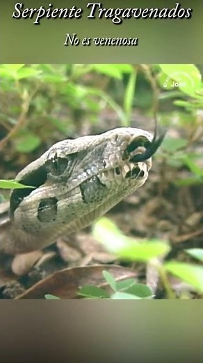 SERPIENTE TRAGAVENADOS (Boa constrictor), Encuentro con la Naturaleza Avileña, Sector Araira.