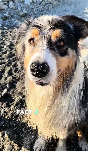 The Hidden Intelligence of Dogs 🐾