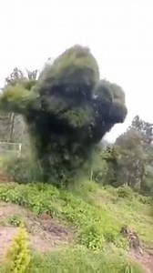 When you forget to water for too long your tree evolves into a 'Monsterappeara Megafolium' common name Tree-raptor 😂 | Green Thumb Nursery - Ventura