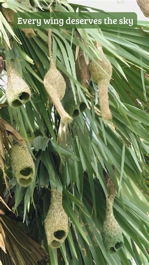 214K views · 4.9K reactions | Nature Architect's colony at Strong wind ️ #weavers #birds #birdnest #nature #nestbuilding | Go Green Forlife | Facebook