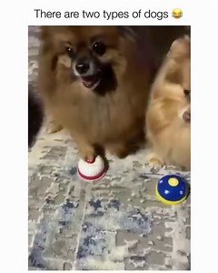 3.3K views · 110 reactions | So accurate. 藍 Which type of dog do you have? Credit pomquadsquad (TT) | Petsies | Facebook