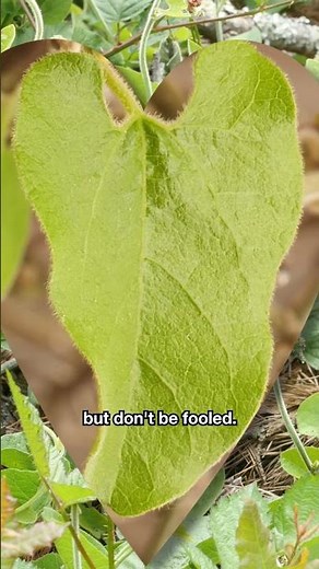 This Caterpillar Turns Its Poisonous Food Source Into a Weapon | #DeepLook #Shorts