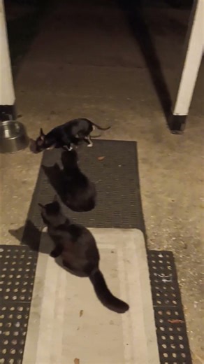 Peanut barking kittens playing