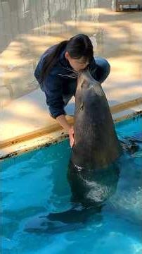 ケイタさんからのCHU♡【桂浜水族館】アシカのケイタさんお姉さんとらぶらぶタイム #sealions #アシカ #shorts