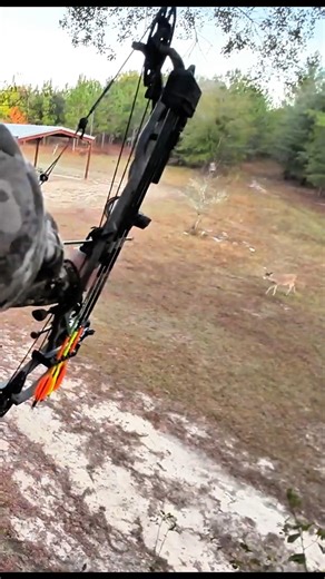 “Close Range Buck Hunt – Intense Action#bigbuck #trophybuck #hunt #buckhunting#bowhunting #short