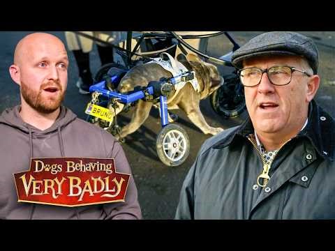 "Hell on Wheels" - The Frenchie Attacking His Own Mobility Buggy