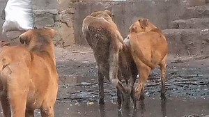 Dog Breeding #reels #dog #viral #fb2024 #breeding #sexy #funny #comedy #usa #animals #dogsounds #dogeatfood #dogfood #dogtraining #dogshop #dogcut #dogbarking #dogbayxcatnap #dogdancingchinese #dogpitbull | Dog Love