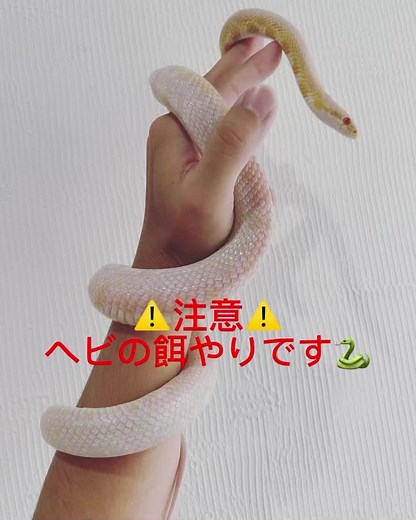 コーンスネークの餌やり#ヘビ#蛇#コーンスネーク#白蛇#餌やり#爬虫類#ストレス発散