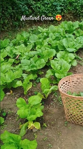 Mustard Green Harvesting at Home - Fresh Greens 💕