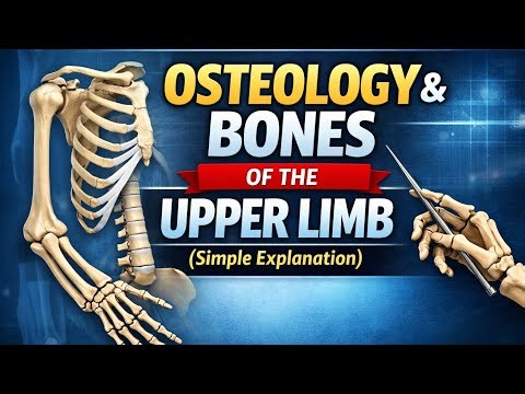 Osteology & Bones of the Upper Limb (Simple Explanation)