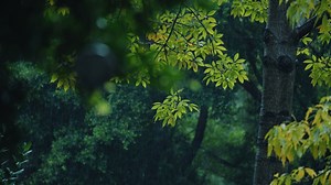 4k森林大自然流水风景树林山水自然山山川_视频素材下载