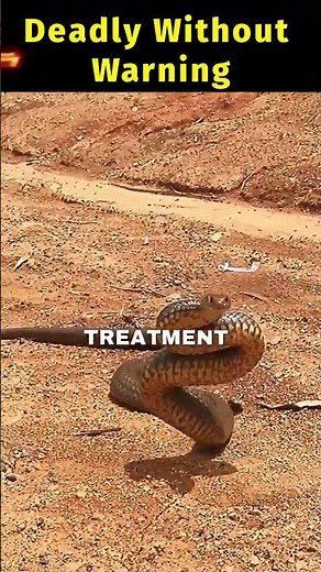 Deadly Without Warning Eastern Brown Snake