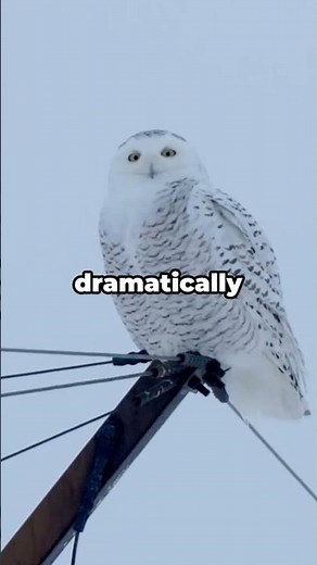 Snowy owls can hear prey under thick snow? Did you know? Snowy Owl Facts #animalshorts #didyouknow