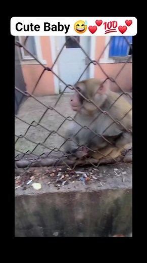 #monkeyfunny #monkey #funnymonkey #monkeymemes #monkeylove #monkeyfun #meme #monkeymeme #monkeys #funny #memes #lol #monkeysofinstagram #ma #monke #chimp #chimpmeme #chimpanzee #bonobo #ape #funnymeme #gorilla #funnymonkeymeme #monkee #monkeememe #haha #memesdaily #orangutan #aprilfoolsday #hehe | Lover Nature