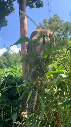 3.7K views · 125 reactions | Sri Jan’s Jungle Spa Day!  Senior...