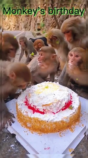 Monkeys Celebrate with a Birthday Cake Delight